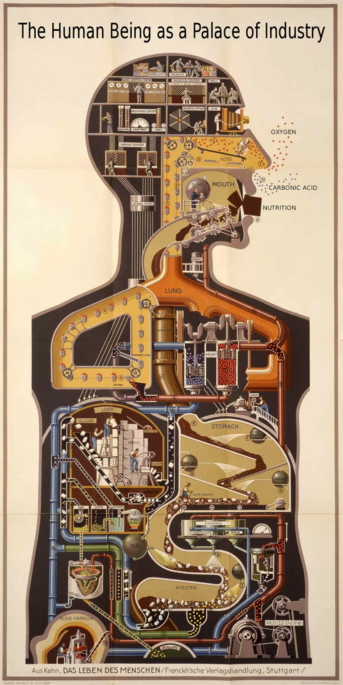 Man as Industrial Palace Vintage Infographic