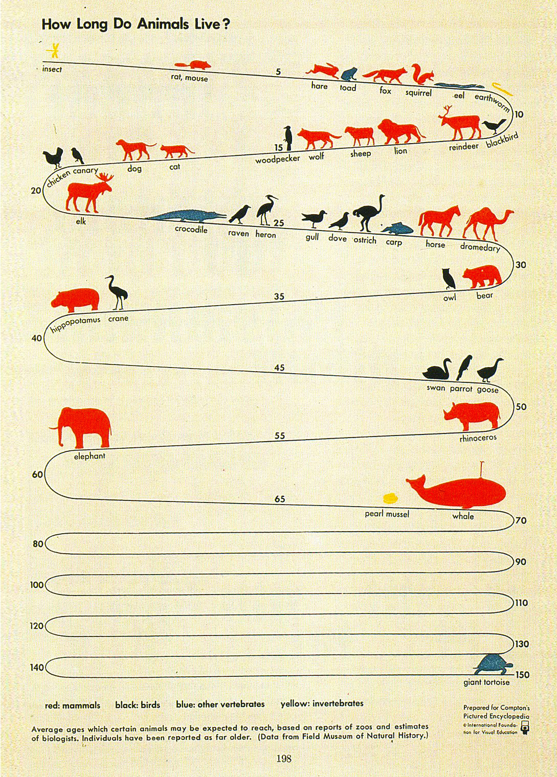 How Long Do Animals Live by Gerd Arntz 1939 - Vintage infographic