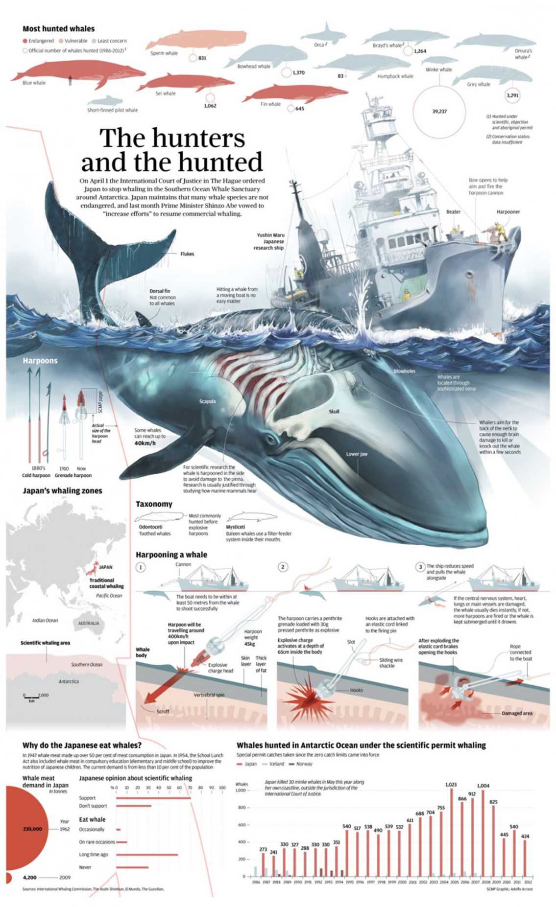 Whale Hunting in Japan Infographic