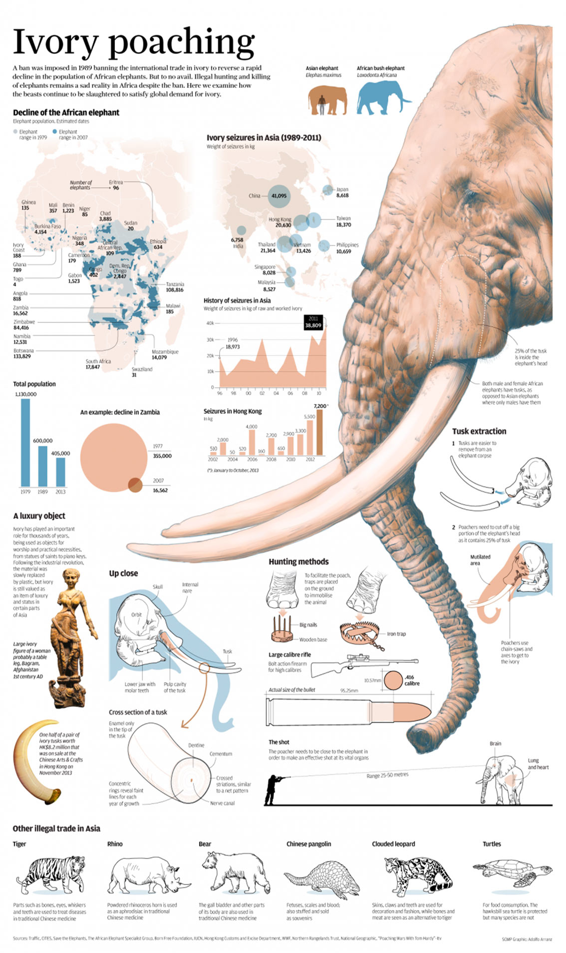 African Elephants Slaughtered for Ivory Trade Infographic