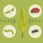 Common Garden Pests: How to Manage Them