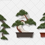 Bonsai Tree Care: 8 Tips for Beginners