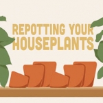 Guide to Repotting Indoor Plants