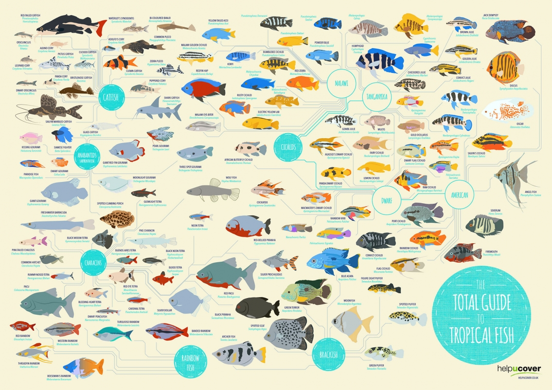 Tropical Fish List of Species Infographic