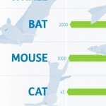 Animal Hearing Ranges Compared to Human