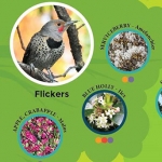 Using Plants to Attract Birds to Your Backyard Garden