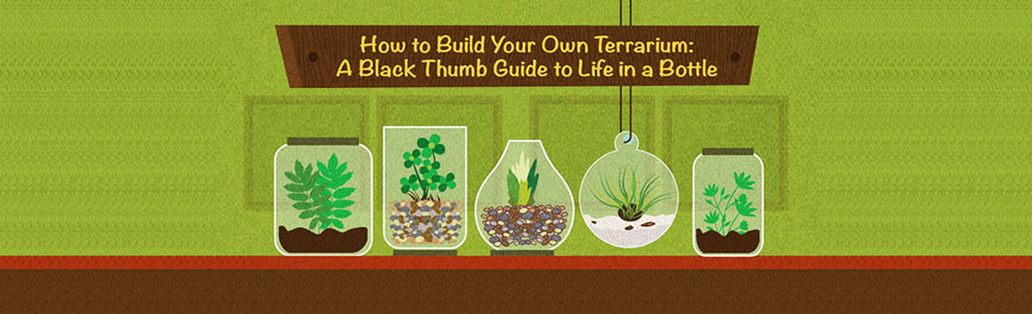 How to Make a Plant Terrarium