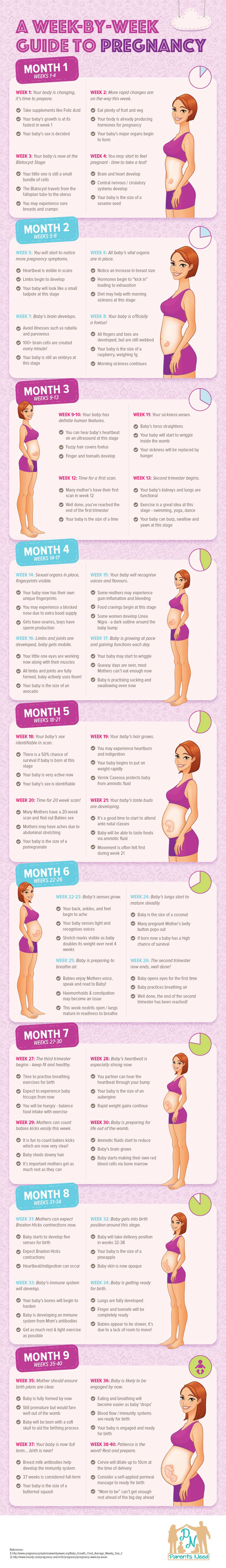 Guide to Pregnancy Week by Week Infographic