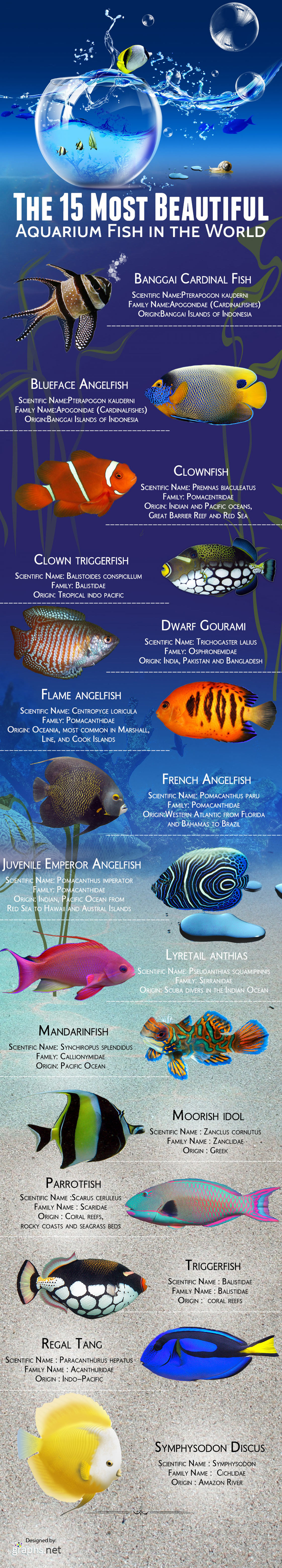 Most Beautiful Aquarium Fish in the World - Pet Infographic