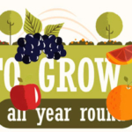 How to Grow Fruits in Your Garden All Year Round