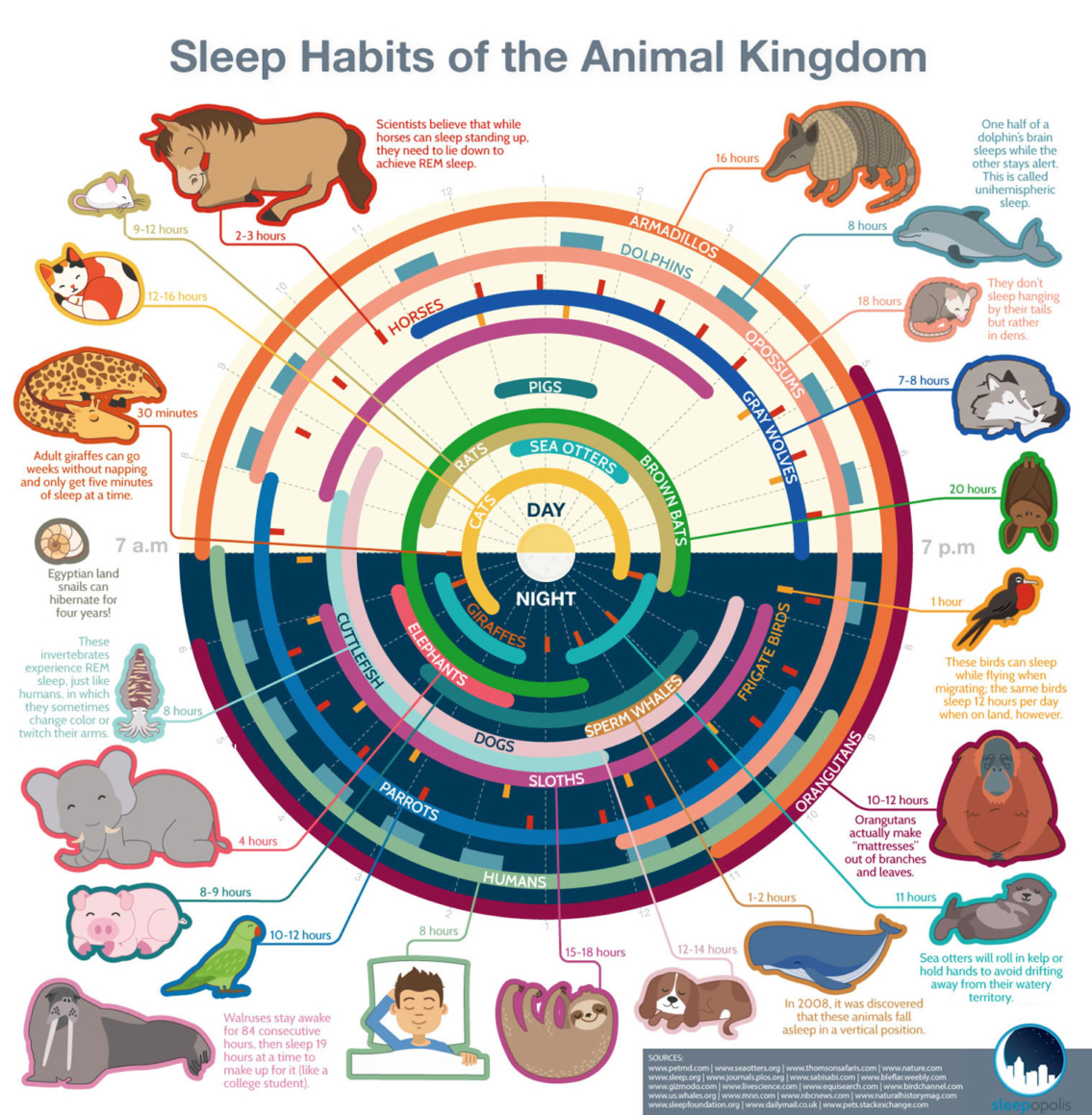 Sleeping Habits of Different Animals Infographic