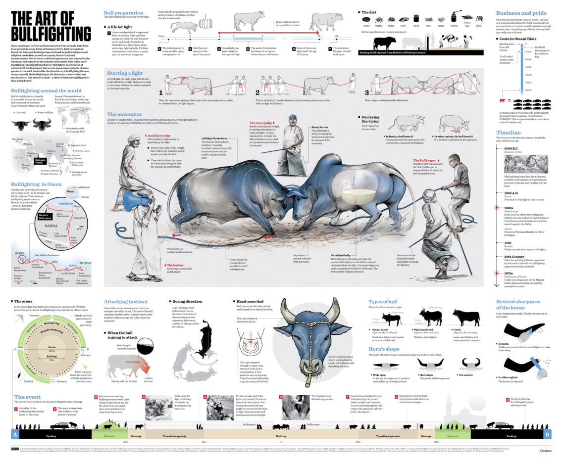 Bull Wrestling - 2 Bulls Fighting Each Other Infographic