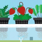 Growing Food with Indoor Hydroponic Vegetable Garden